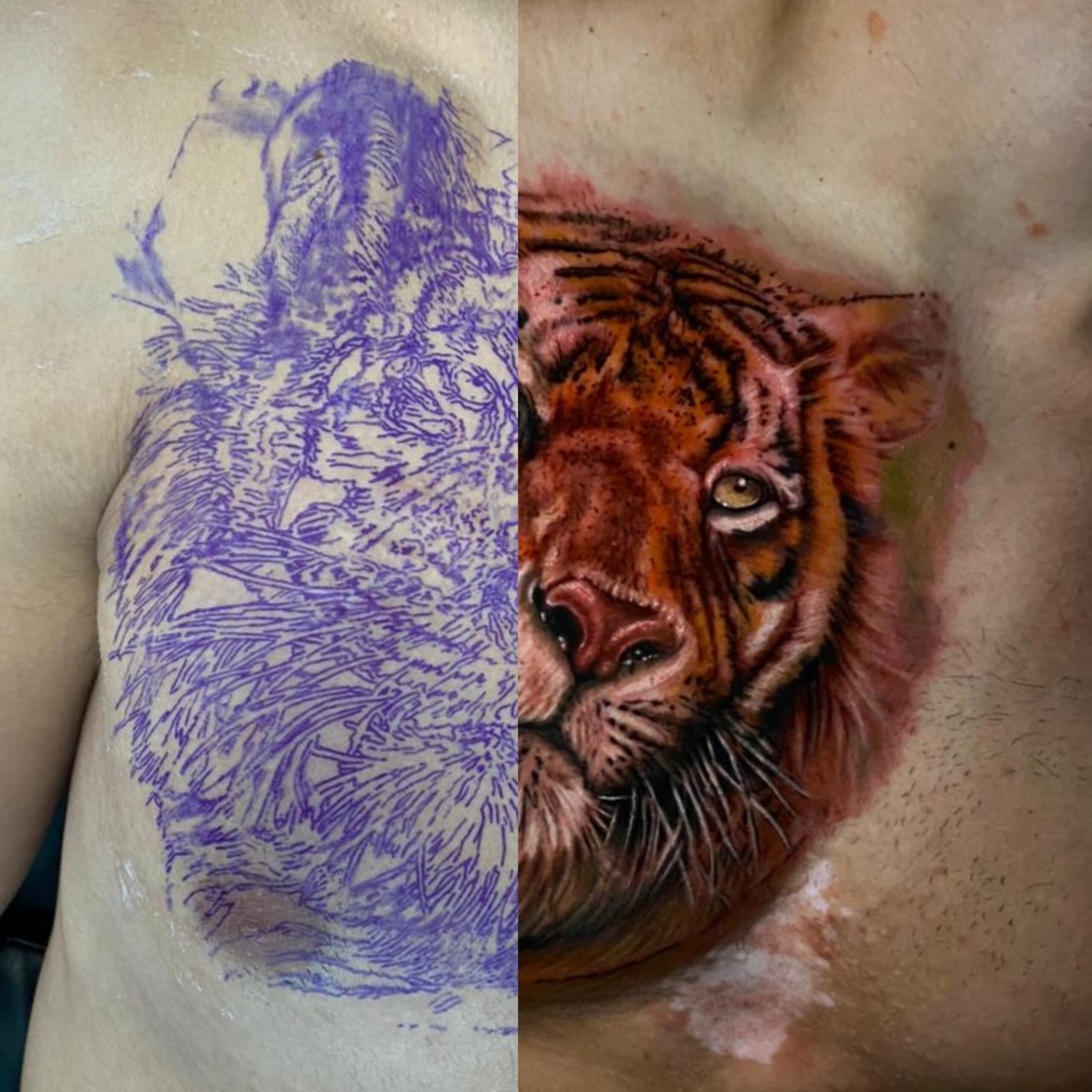Pangea Ink tiger portrait tattoo before after